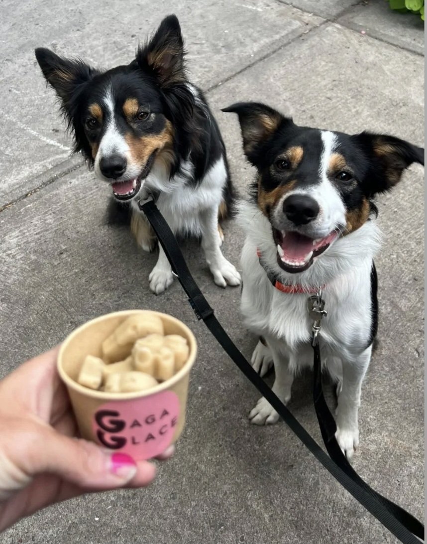 Chiens du quartier devant Gaga Glaces